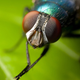 Illustration for article titled Scientists Rewrite Flies Memories, Bring the Dollhouse Closer